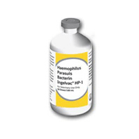 Haemophilus Parasuis